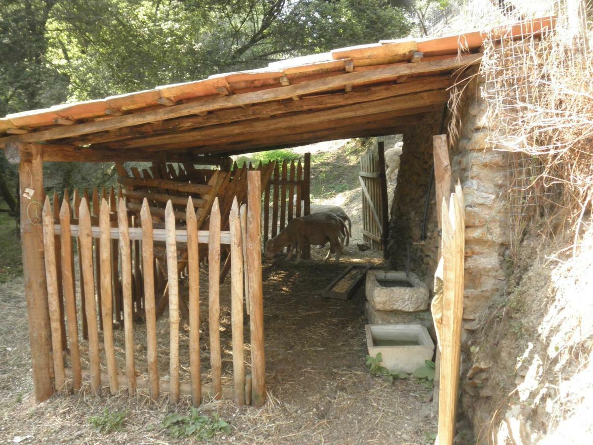 Villa Casa Velha Figueiro Dos Vinhos Exterior foto